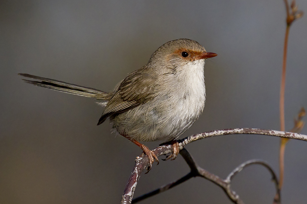 Pássaros ensinam filhotes a cantar antes mesmo do nascimento