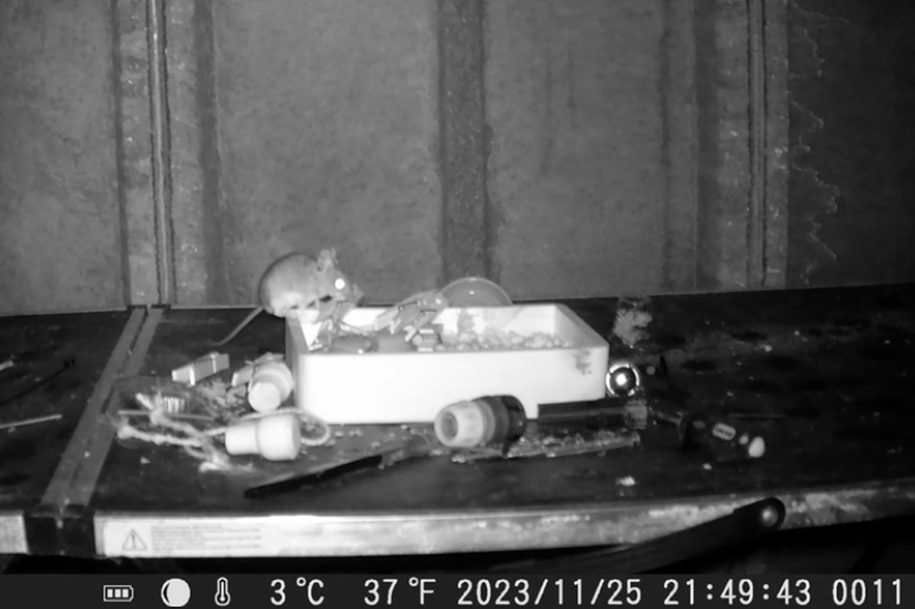 O camundongo do vídeo não é o único: conheça outros bichos que amam organização