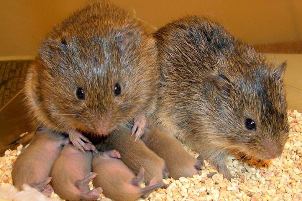 Dopamina estimula comportamento monogâmico em ratos