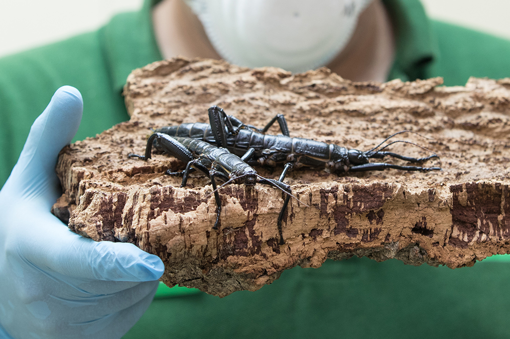 Após quase extinção, um dos insetos mais raros do mundo volta a aparecer em ilha