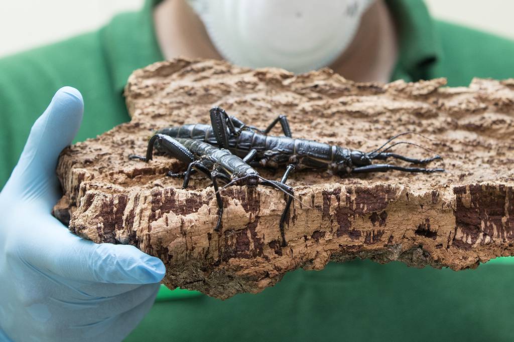 Após quase extinção, um dos insetos mais raros do mundo volta a aparecer em ilha