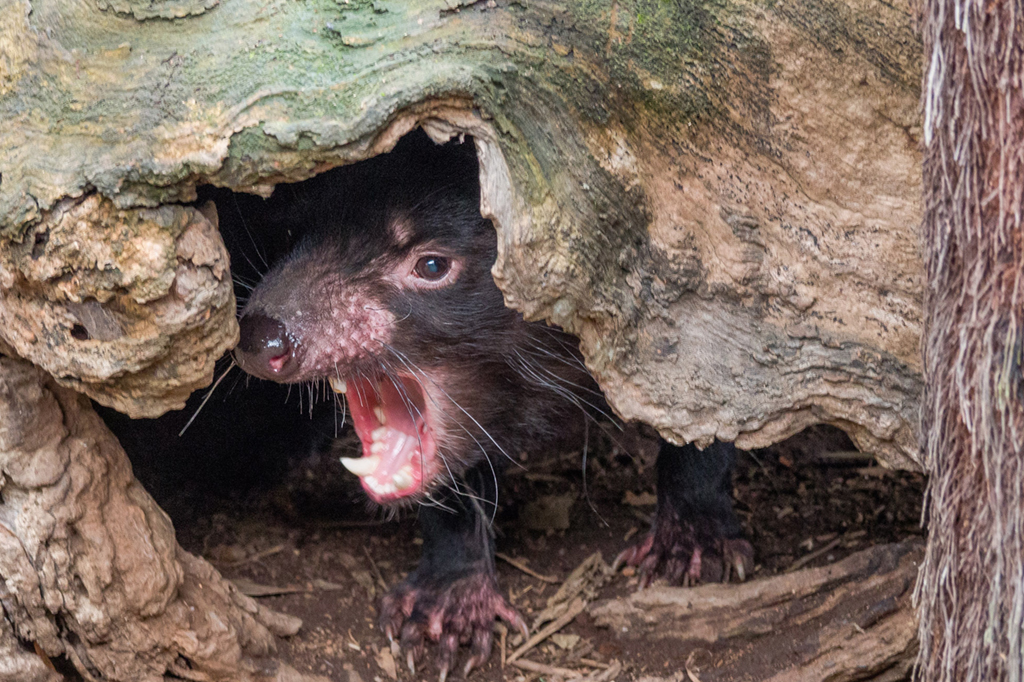 Diabo da tasm&acirc;nia