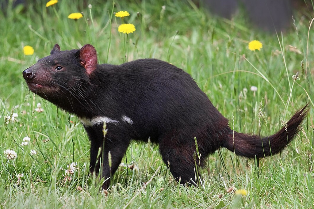 O diabo-da-tasmânia existe de verdade?