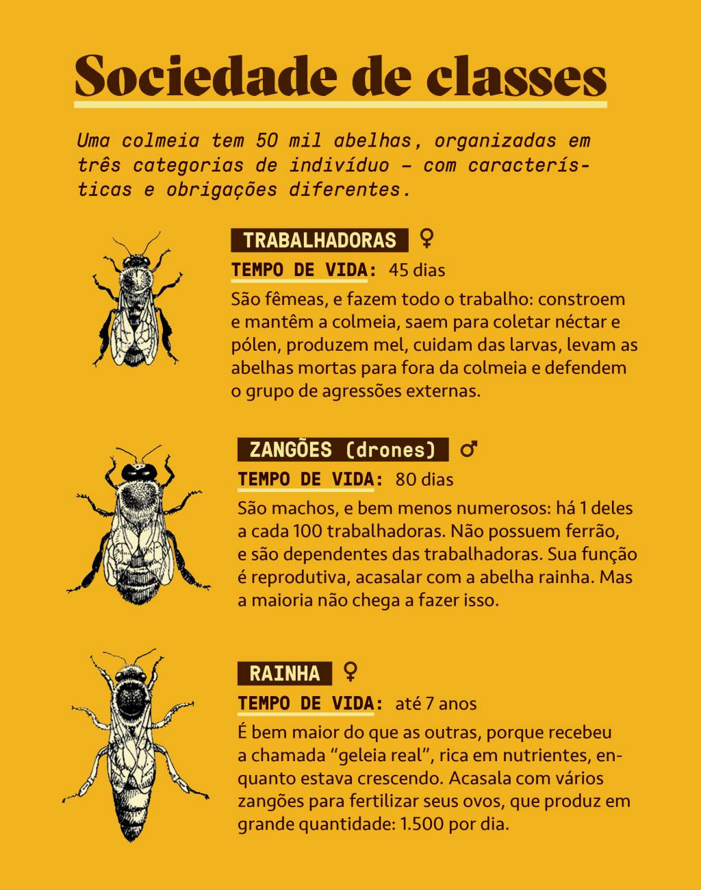 SI_456_Sirius_site-Infos Infográfico sobre a sociedade das abelhas.