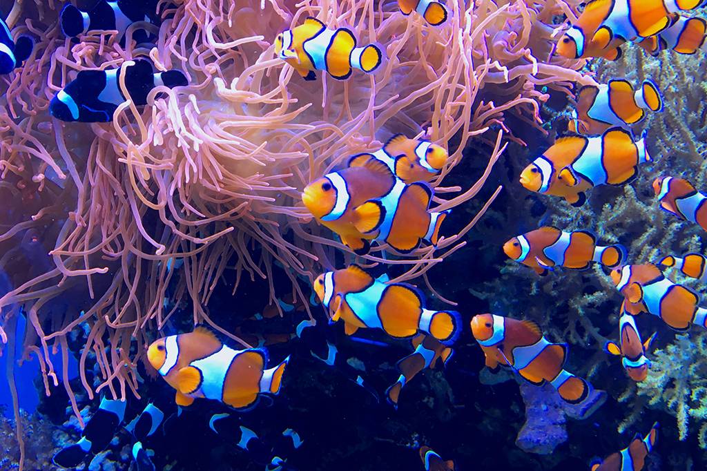 Peixes-palhaço podem ser capazes de contar