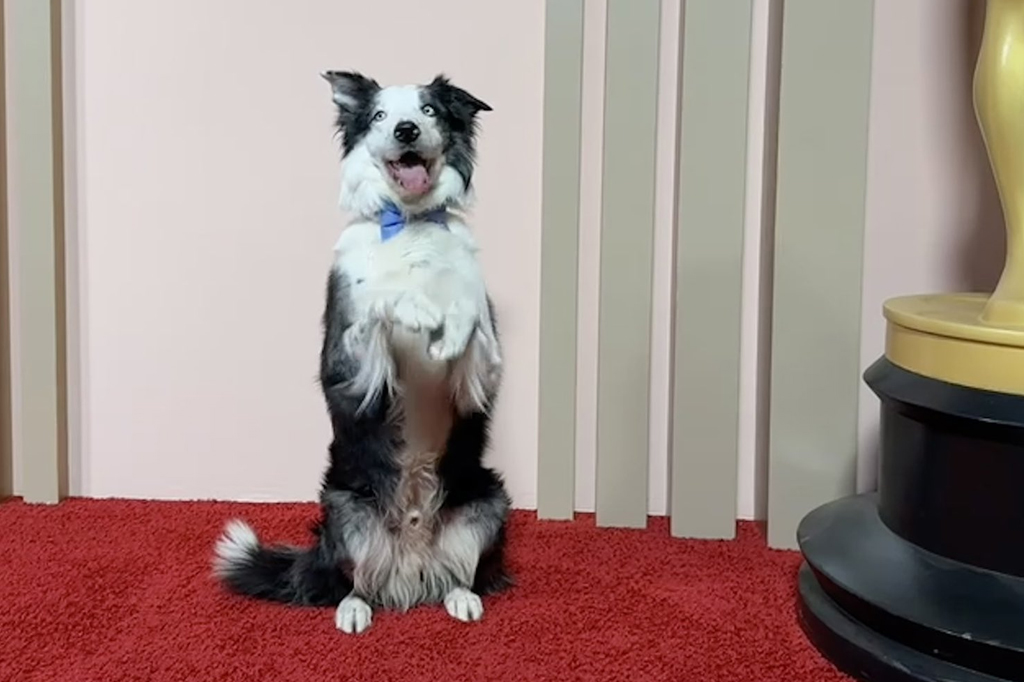 Palme Dog: conheça o prêmio para cachorros que atuam no cinema