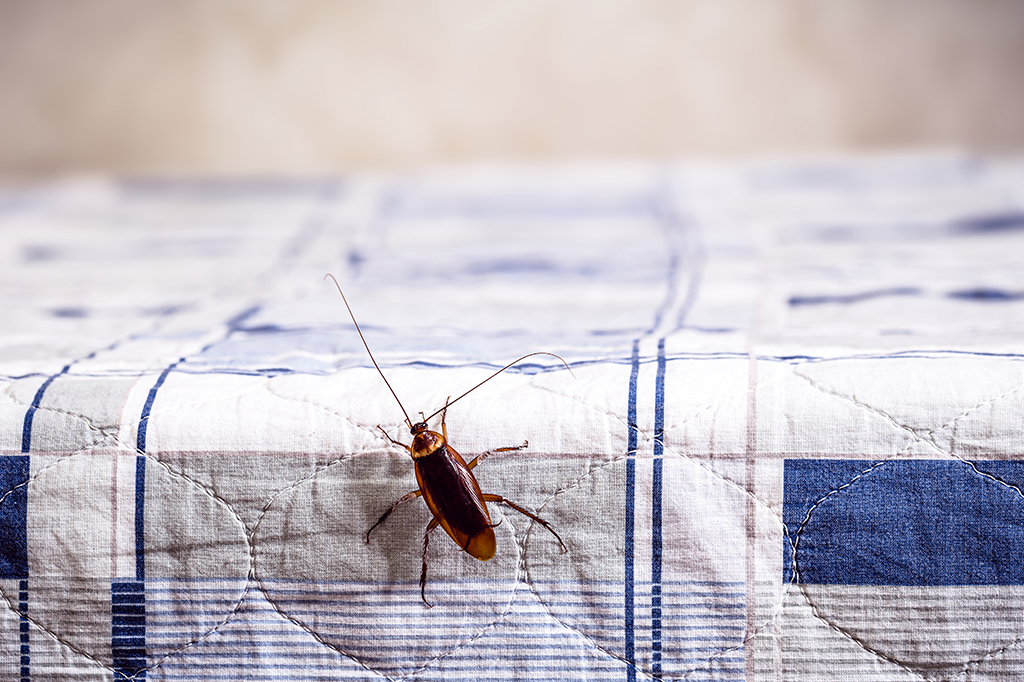 Por que algumas pessoas sentem cheiro de barata?