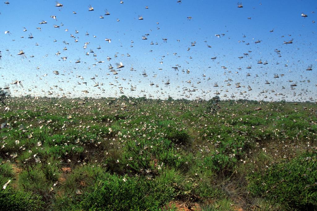 Mudanças climáticas podem aumentar as áreas de enxames de gafanhotos
