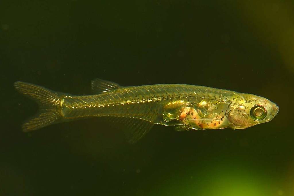 Peixinho do tamanho de unha gera ruídos de 140 decibéis