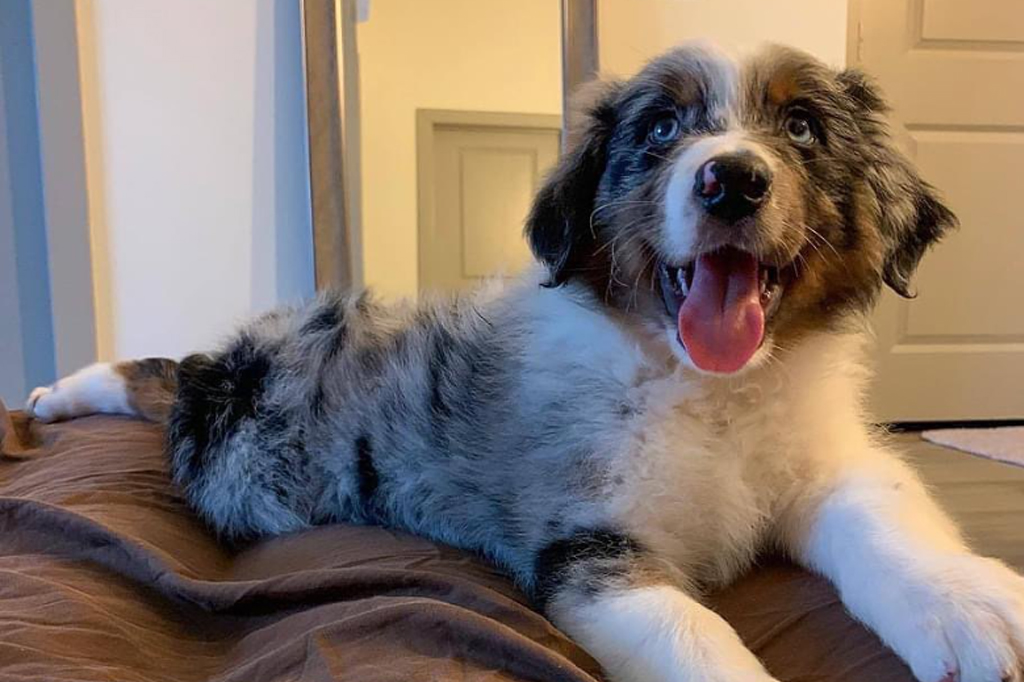 Como cachorros podem prever crises de epilepsia?