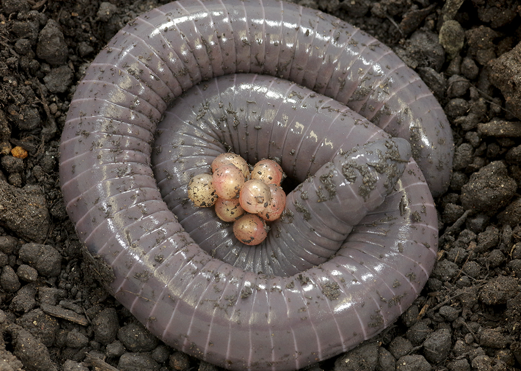 Siphonops annulatus. Fêmea com ovos.