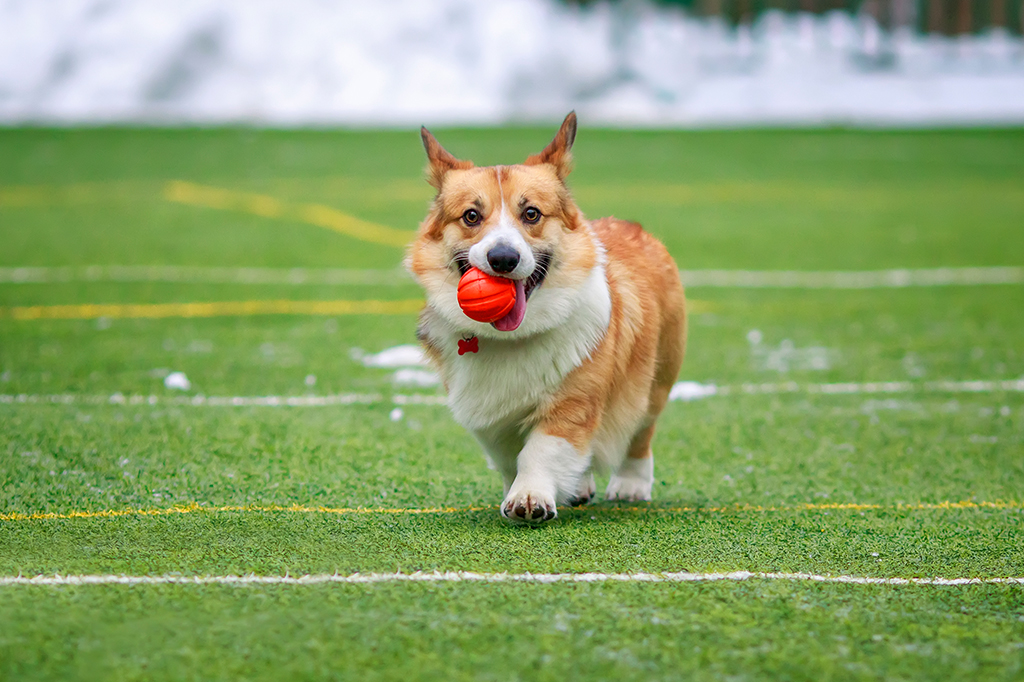 Filhote de Corgi brincando com uma bolinha de cor vermelha, que carrega em sua boca.