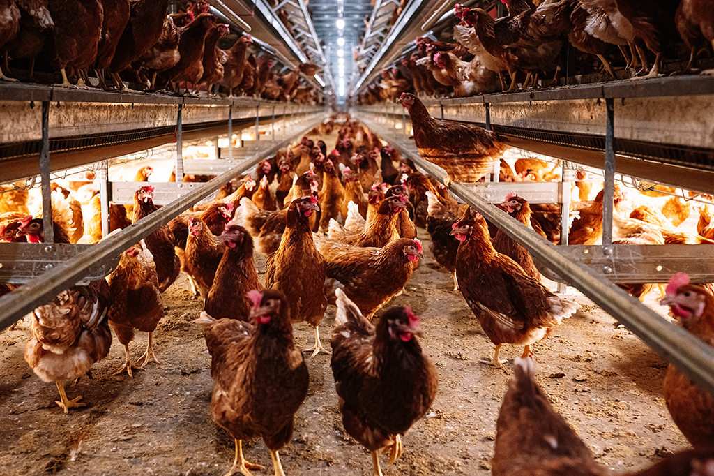 A próxima pandemia já chegou para os animais