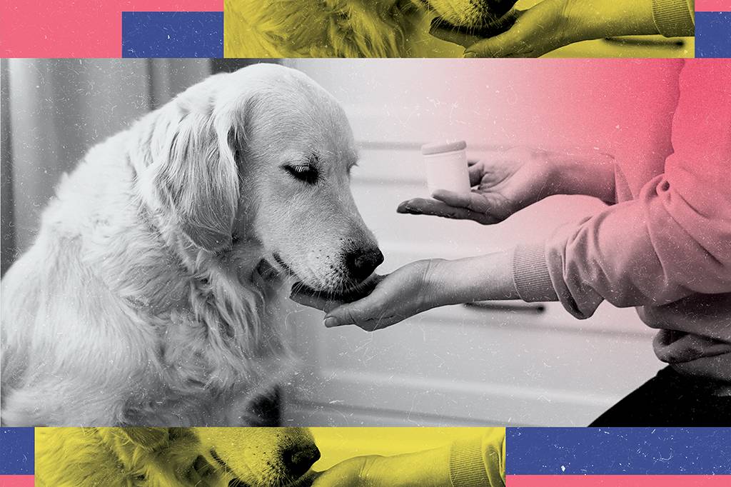 Empresa testa droga da longevidade em cães
