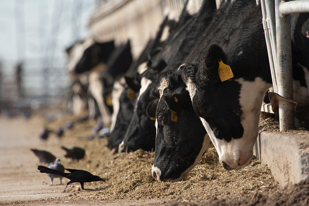 H5N1: EUA vivem grande surto de gripe aviária entre vacas; entenda os riscos.