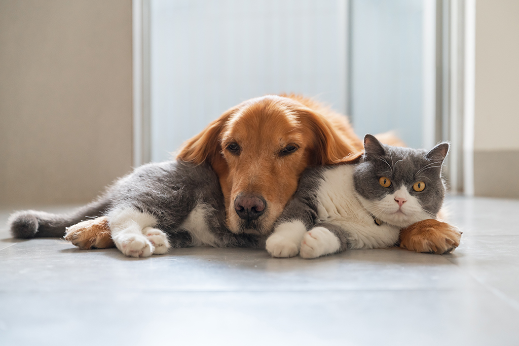 Gatos e outros animais sofrem com o luto por seus humanos? O que se sabe.