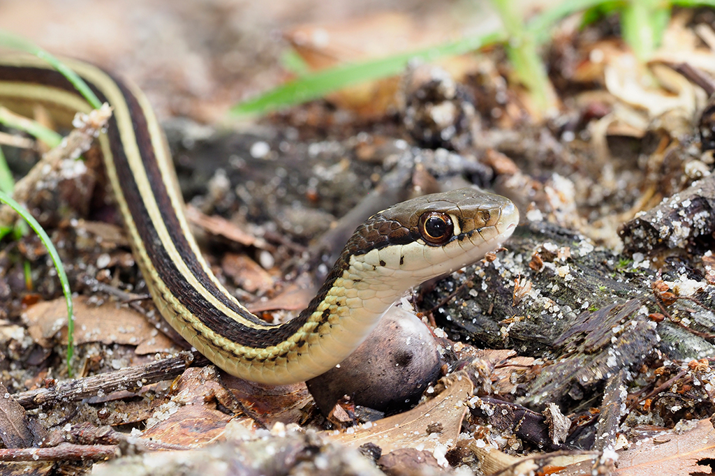 Em versão olfativa do teste do espelho, cobras parecem reconhecer próprio cheiro