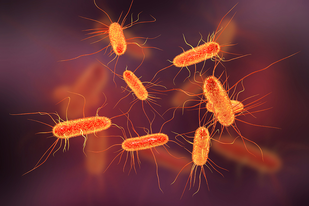 Bactérias E. Coli
