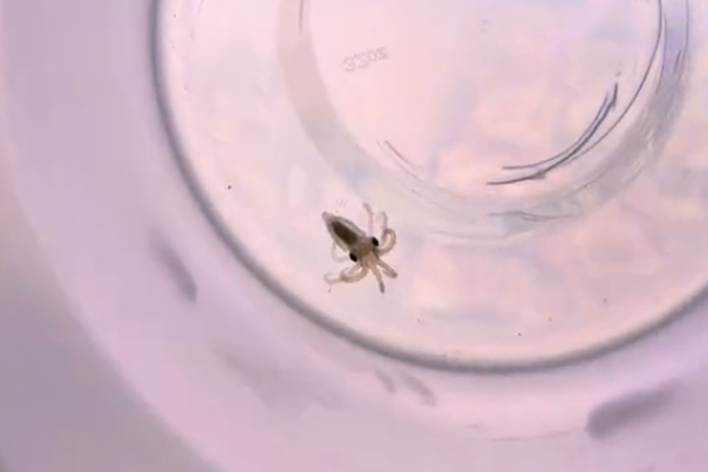 Polvo de estimação põe ovos e família acaba criando 50 bebês com tentáculos