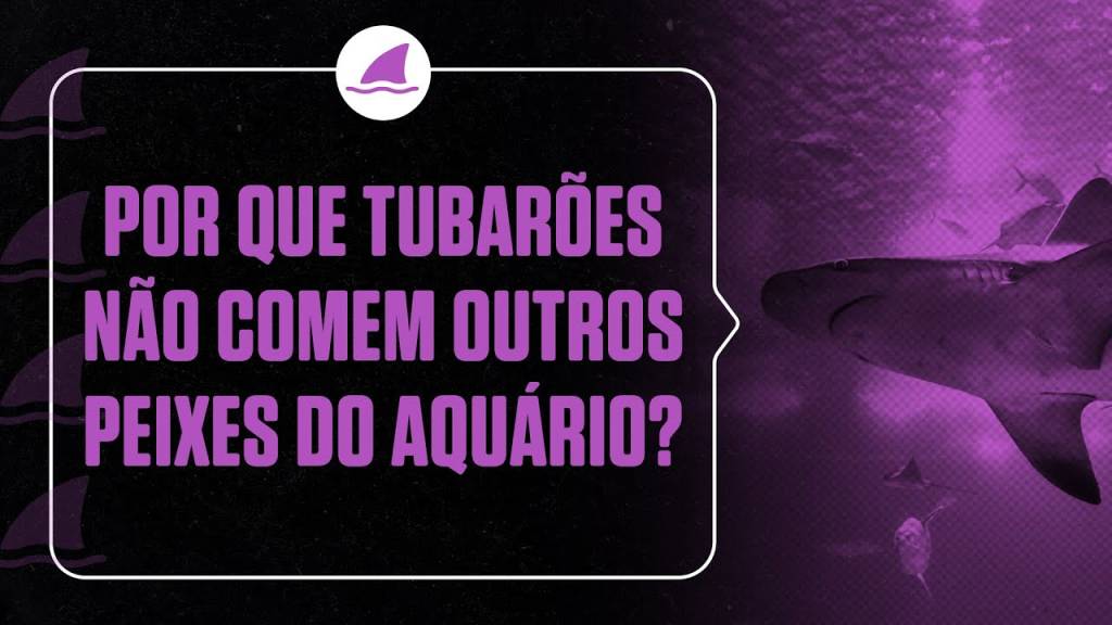Por que os tubarões não comem os outros peixes do aquário?