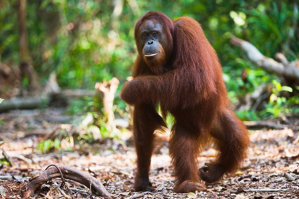 Orangotango é o primeiro animal observado tratando feridas com planta medicinal