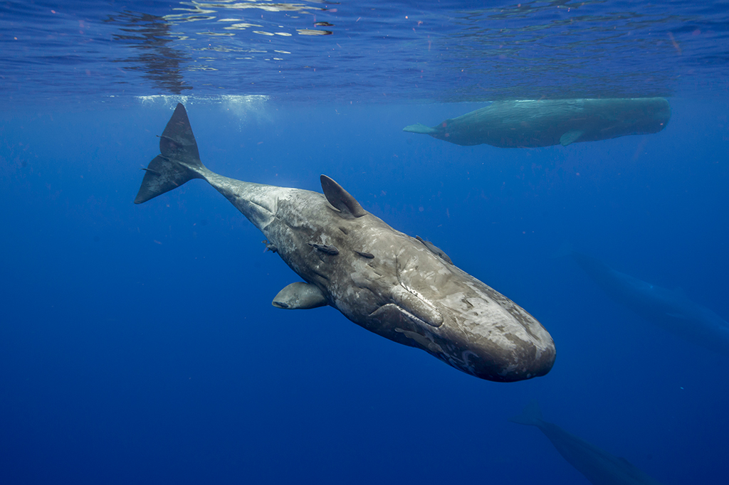 Cientistas descobrem “alfabeto” usado por baleias cachalote