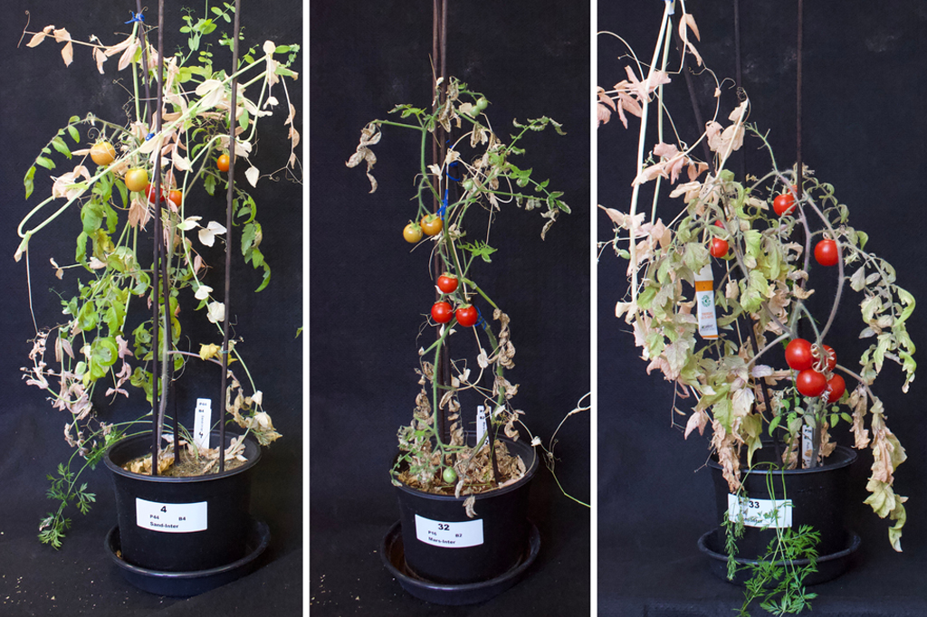 experiências com o plantio de tomates, ervilhas e cenouras juntos e separadamente em três tipos de solo.