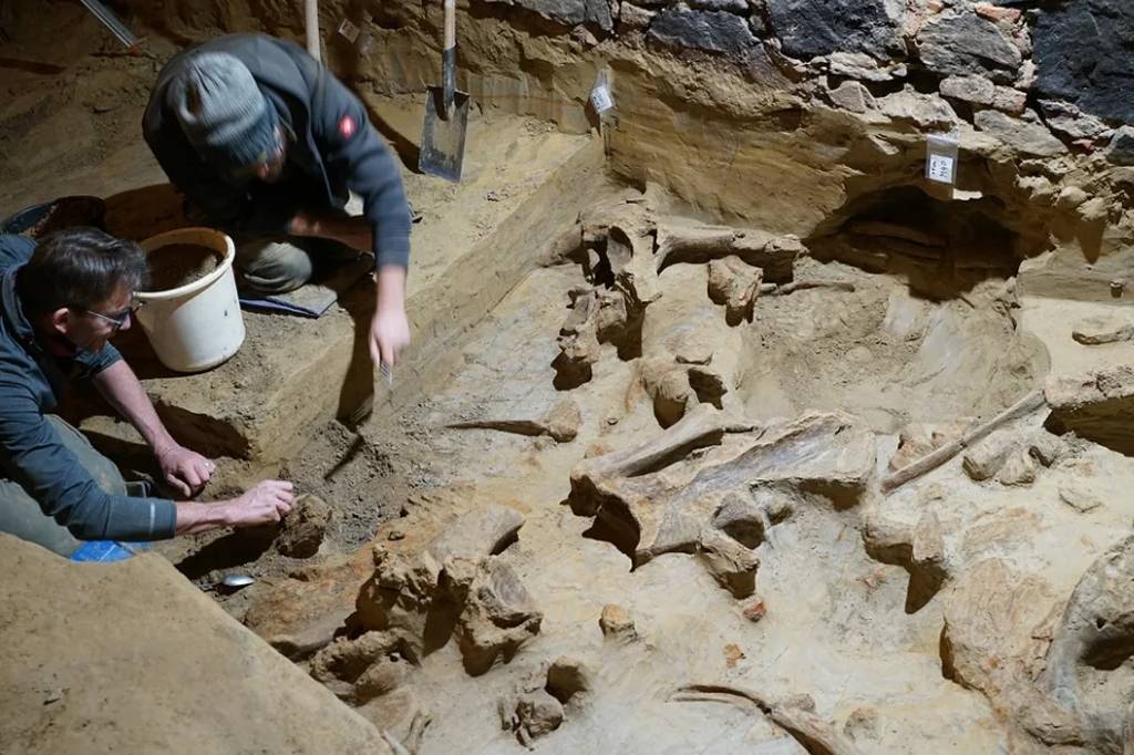 Ossos de mamutes com mais de 30 mil anos são encontrados por acaso na Áustria