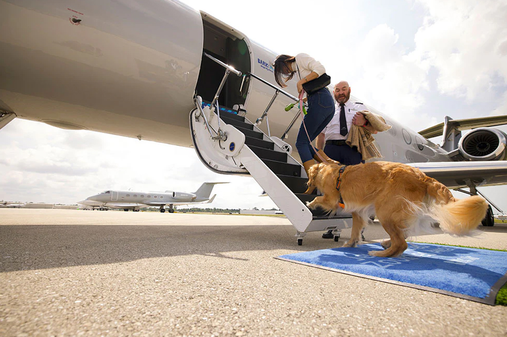 Bark Air: Companhia aérea para cachorros inaugura nos Estados Unidos