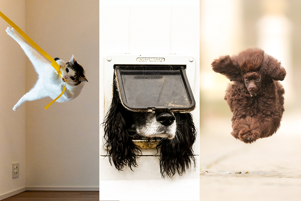 Comedy Pet Awards: Confira as fotos de animais mais engraçadas de 2024