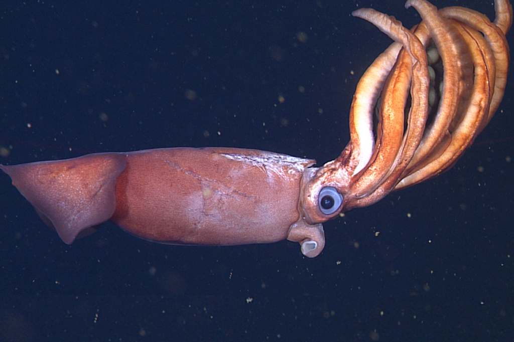 Lula que bota ovos gigantes é descoberta nas profundezas do oceano; assista