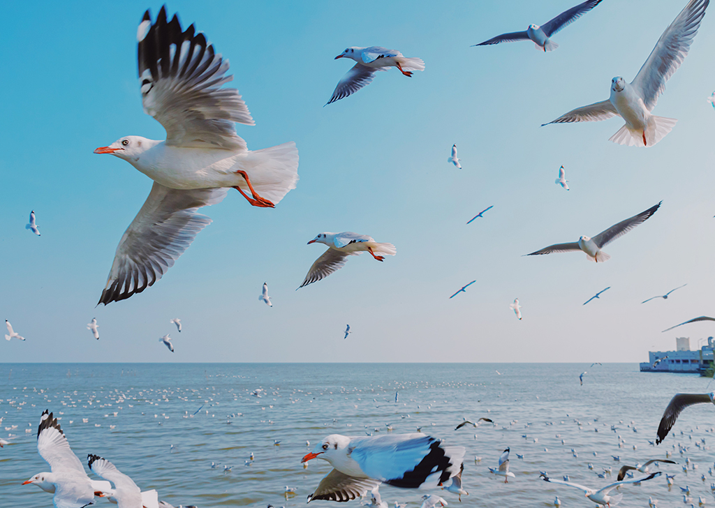 Aves não sentem cheiro? A fake news biológica que deslumbrou o séc. 19