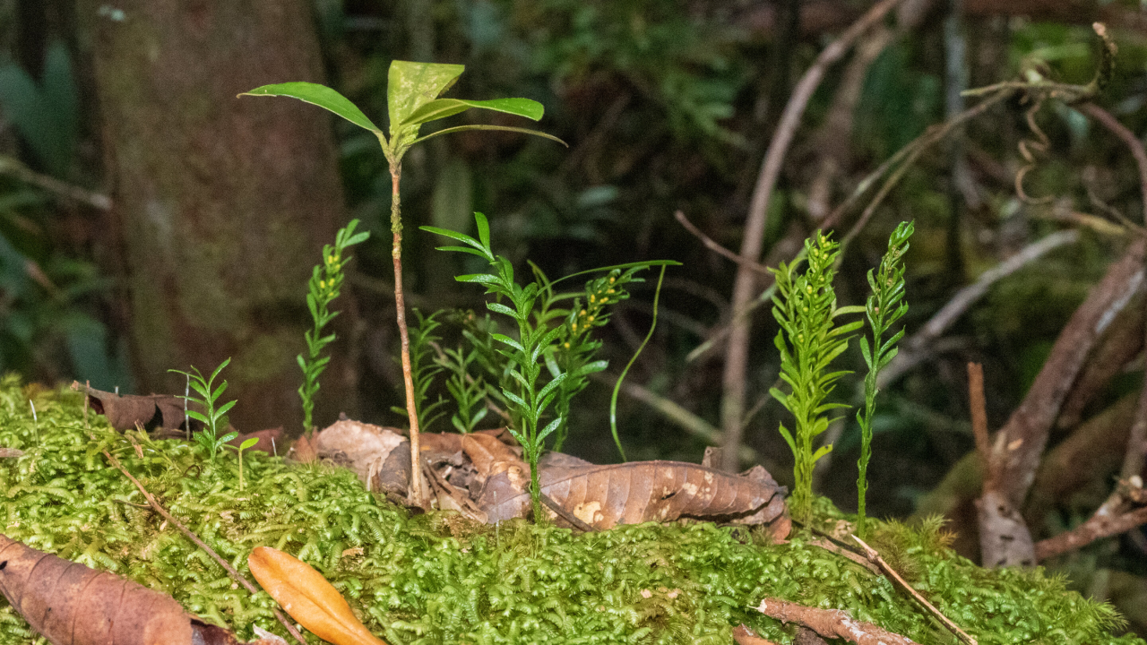 Foto da pequena samambaia da espécie Tmesipteris oblanceolata.