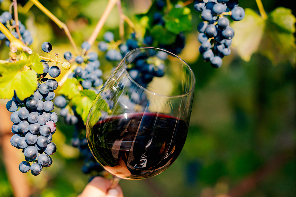 A relação inusitada entre a extinção dos dinossauros e o sucesso das uvas