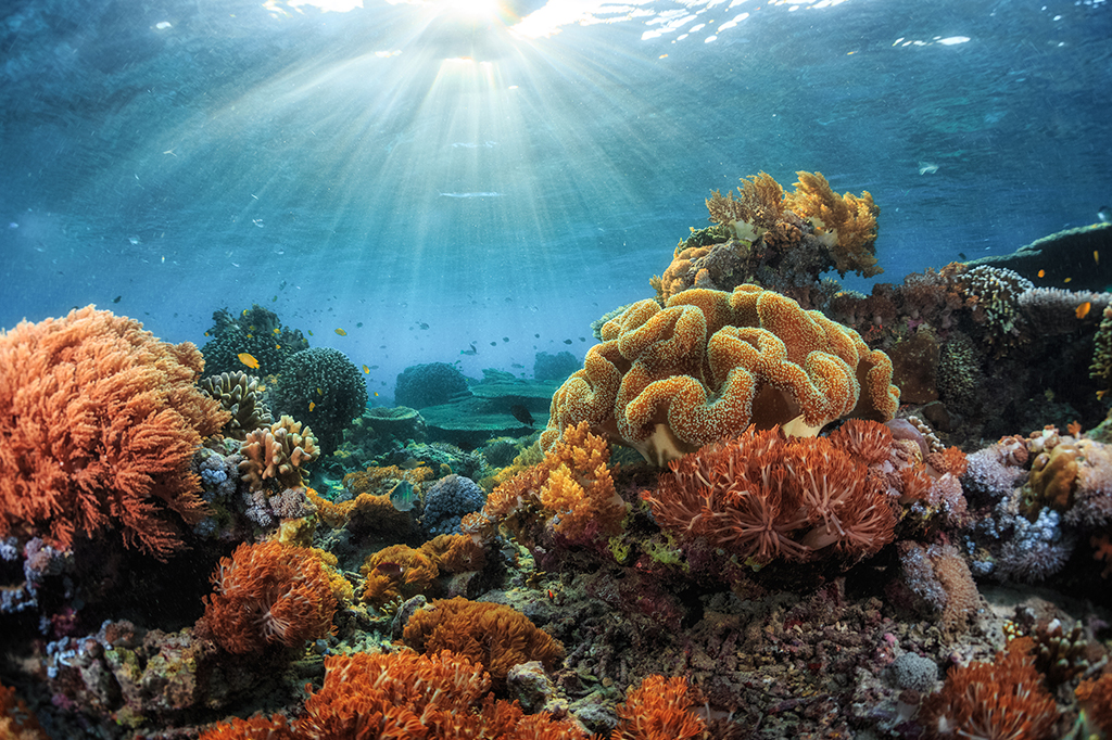 Crise climática torna Atlântico mais ácido e ameaça corais brasileiros