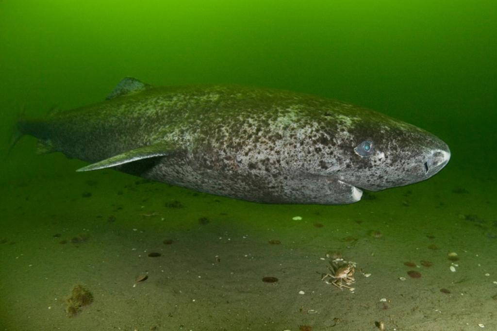 Um tubarão da Groenlândia (Somniosus microcephalus) no estuário do Rio São Lourenço, Canadá.