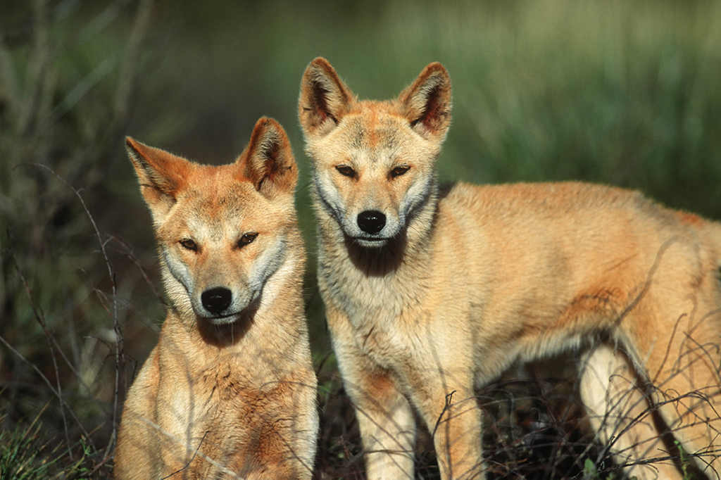 DNA sugere que dingos australianos não são originalmente da Austrália