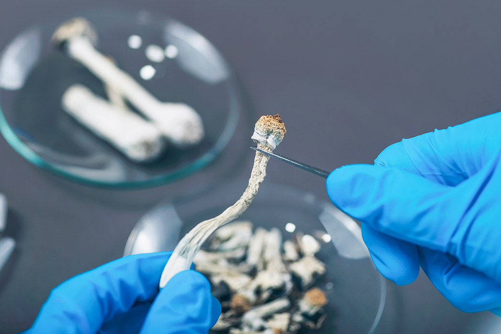 M&atilde;os com luvas manipulando cogumelos