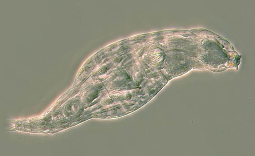 Esse pequeno animal rouba genes de bactérias para criar antibióticos