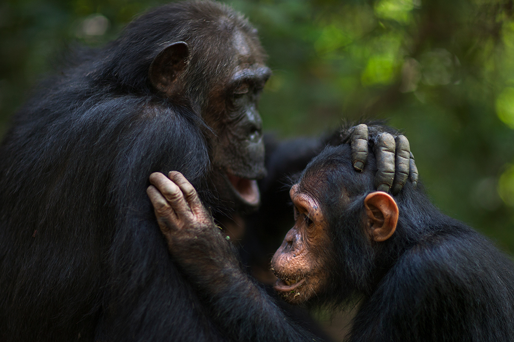 Chimpanzés conversam entre si em uma frequência similar a humana