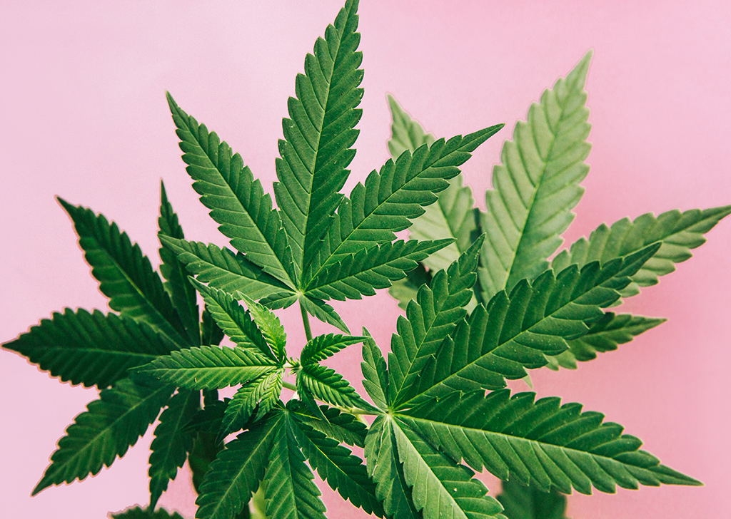 A descriminalização da maconha é uma garantia de direitos básicos.