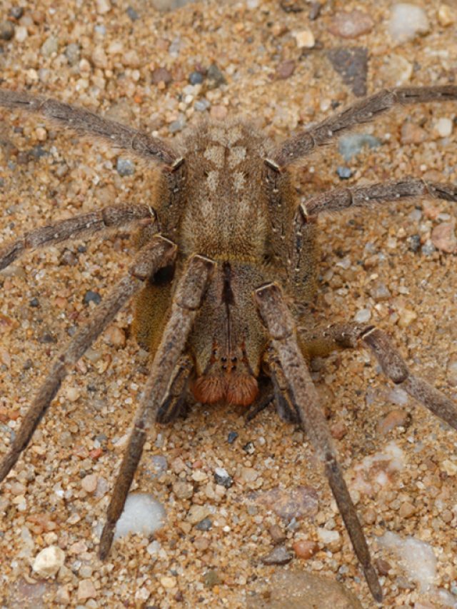 cropped-2607-aranha-armadeira-super-site.jpg