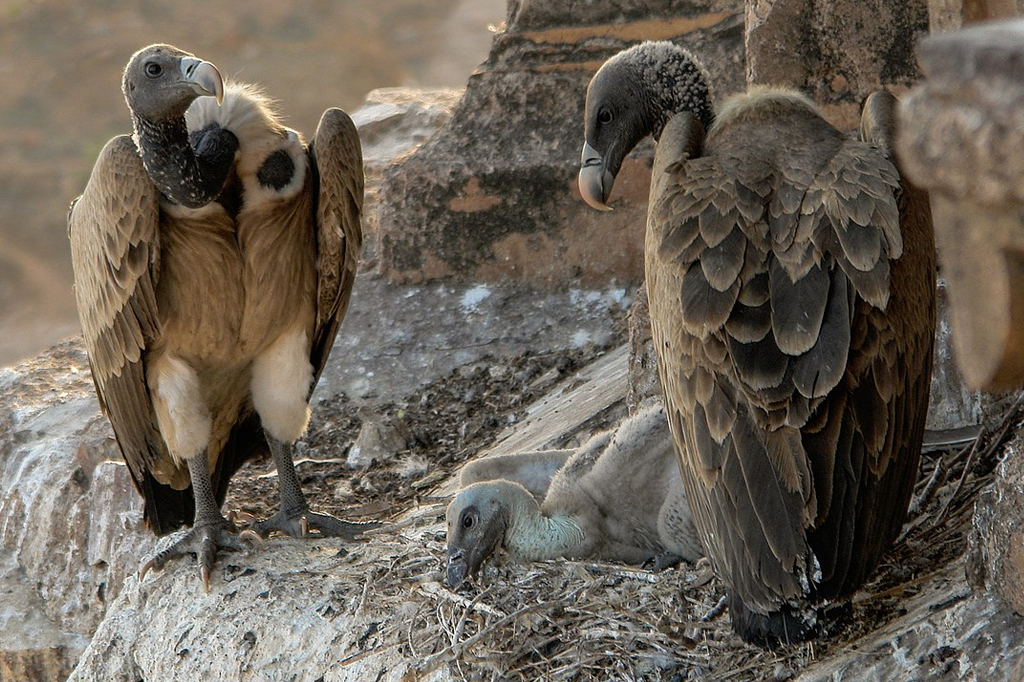 Três aves em uma rocha. Duas estão de pé e a terceira, deitada, repousando.