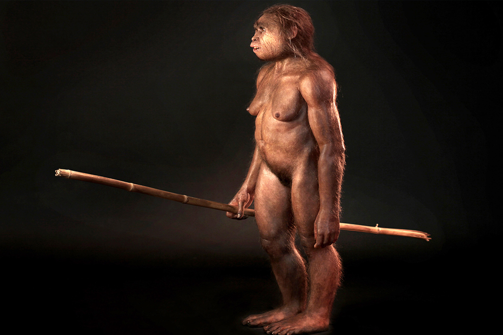 Fóssil sugere que o “hominídeo hobbit” tem mesmo ancestral que os humanos modernos.