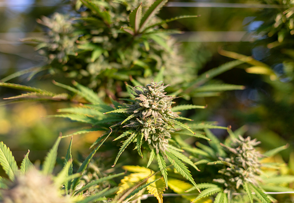 Cannabis pode ajudar a parar com uso de opioides