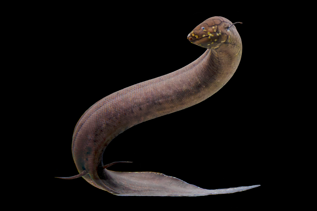 Peixe-pulmonado da América do Sul possui o maior genoma animal já sequenciado