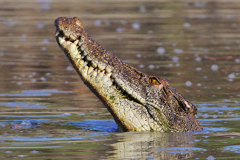 Cientistas estão envenenando crocodilos australianos para salvar a espécie