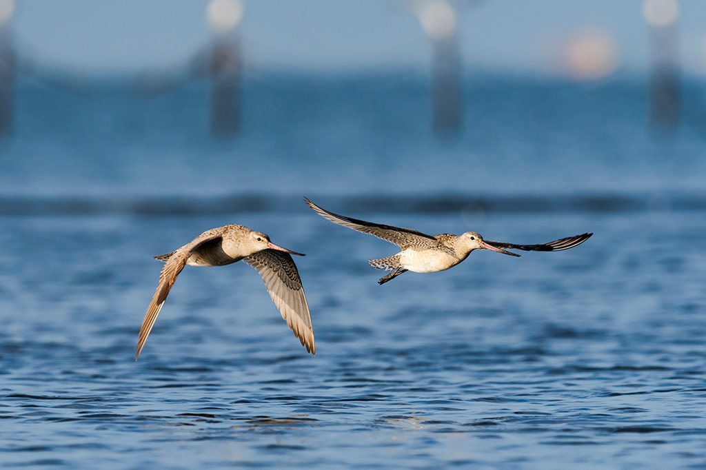 Como os pássaros descansam quando voam sobre o oceano?