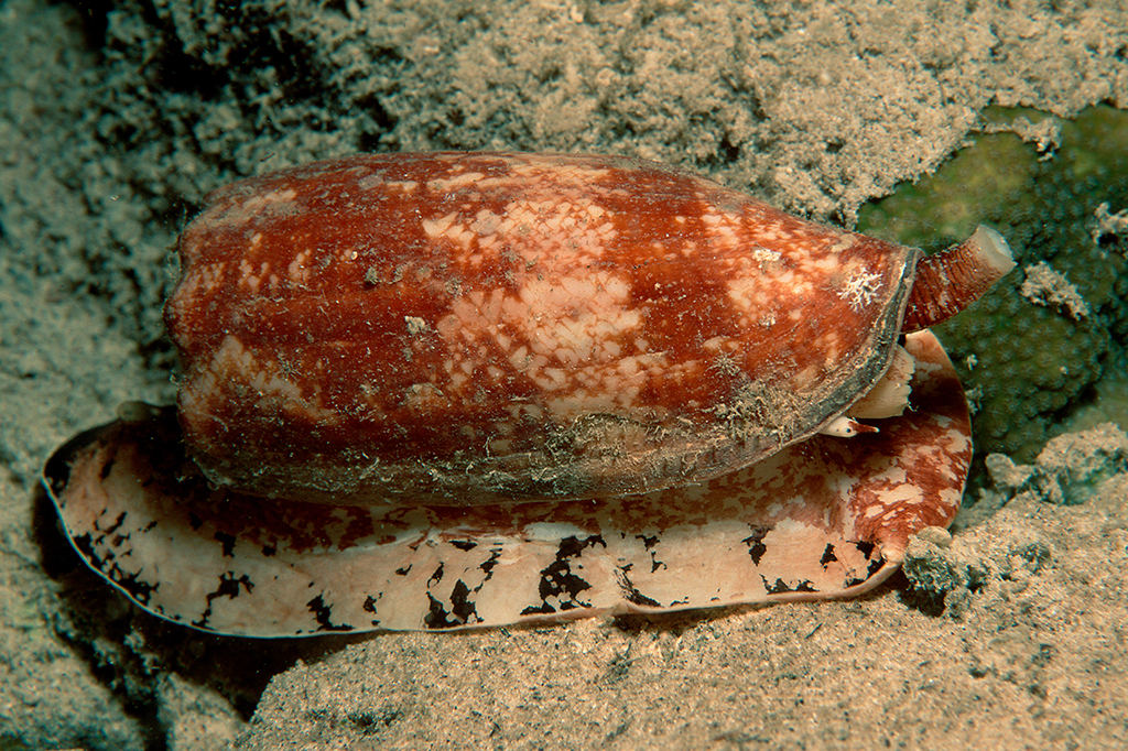 Uma concha no fundo do mar.
