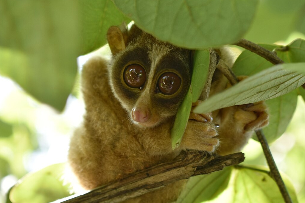 Cinco animais que não parecem venenosos, mas são